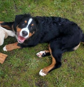 bernese mountain dog