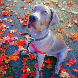 gary-claudia-christie