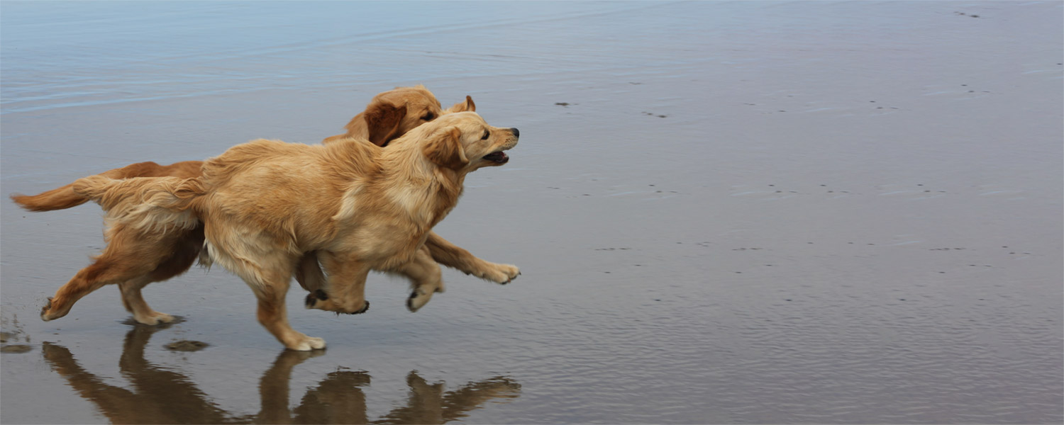 Meet Cheryl Flemming, Certified Professional Dog Trainer | For The Love ...