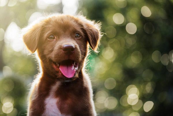 friendly-dog-individual-dog-training-homepage
