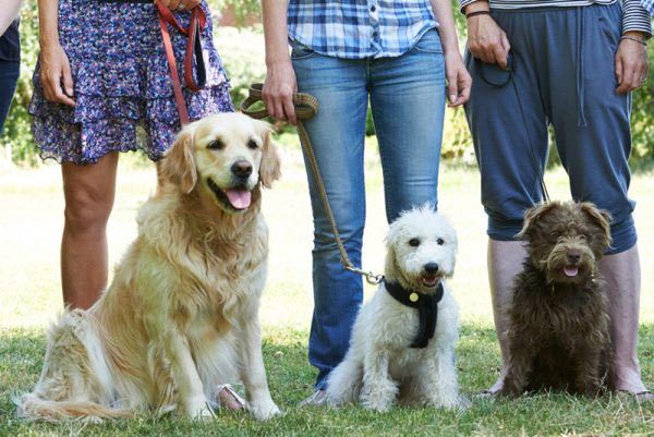 group-dog-training-homepage
